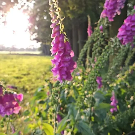 Pipowagen Bijzonder Buitenaf Holiday home *