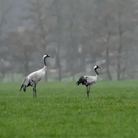 Pipowagen Bijzonder Buitenaf Vragender