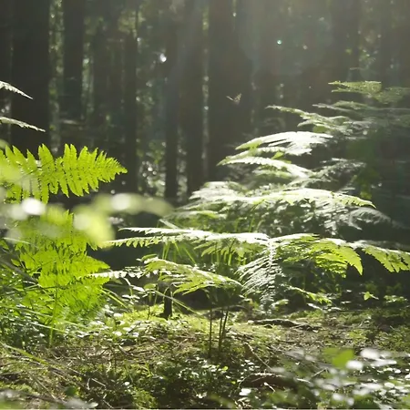 Semesterbostad Autentieke Pipowagen Bijzonder Buitenaf Met Jacuzzi En Finse Sauna