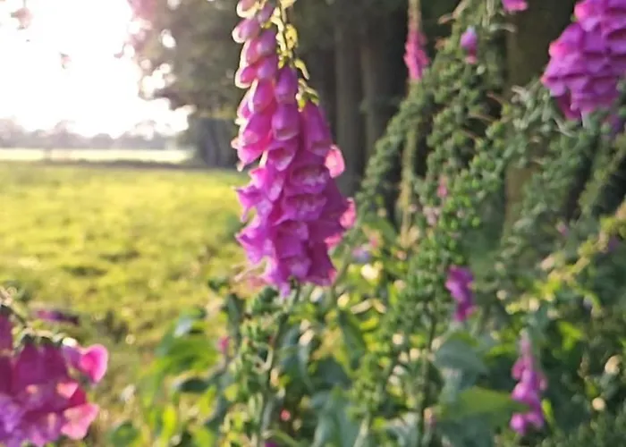 Autentieke Pipowagen Bijzonder Buitenaf Met Jacuzzi En Finse Sauna Semesterbostad *