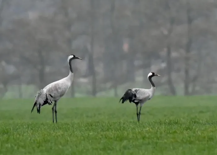 Autentieke Pipowagen Bijzonder Buitenaf Met Jacuzzi En Finse Sauna Vragender