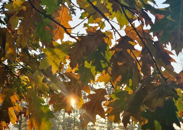 Autentieke Pipowagen Bijzonder Buitenaf Met Jacuzzi En Finse Sauna Vragender