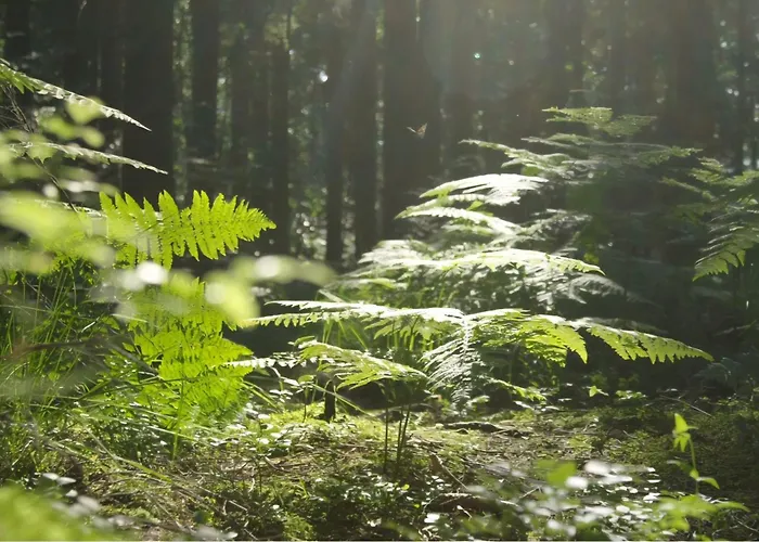 Semesterbostad Autentieke Pipowagen Bijzonder Buitenaf Met Jacuzzi En Finse Sauna
