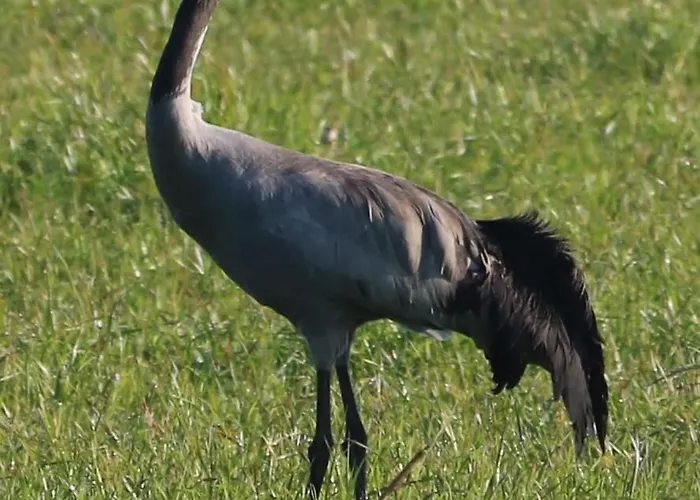 Autentieke Pipowagen Bijzonder Buitenaf Met Jacuzzi En Finse Sauna Semesterbostad Vragender